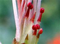  Male flowers